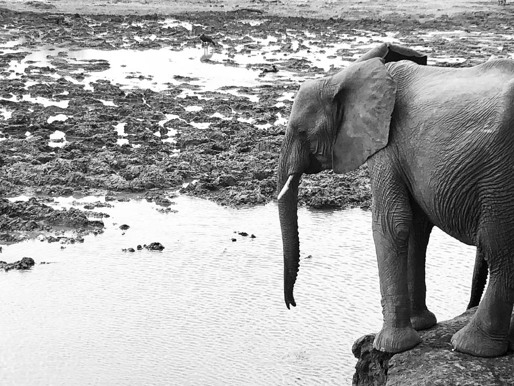 Elephant / Mapungubwe