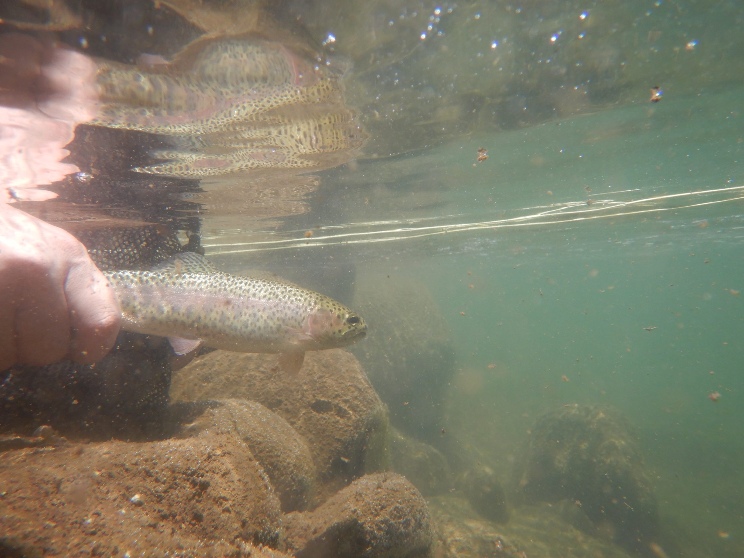 Rainbow trout / Lesotho