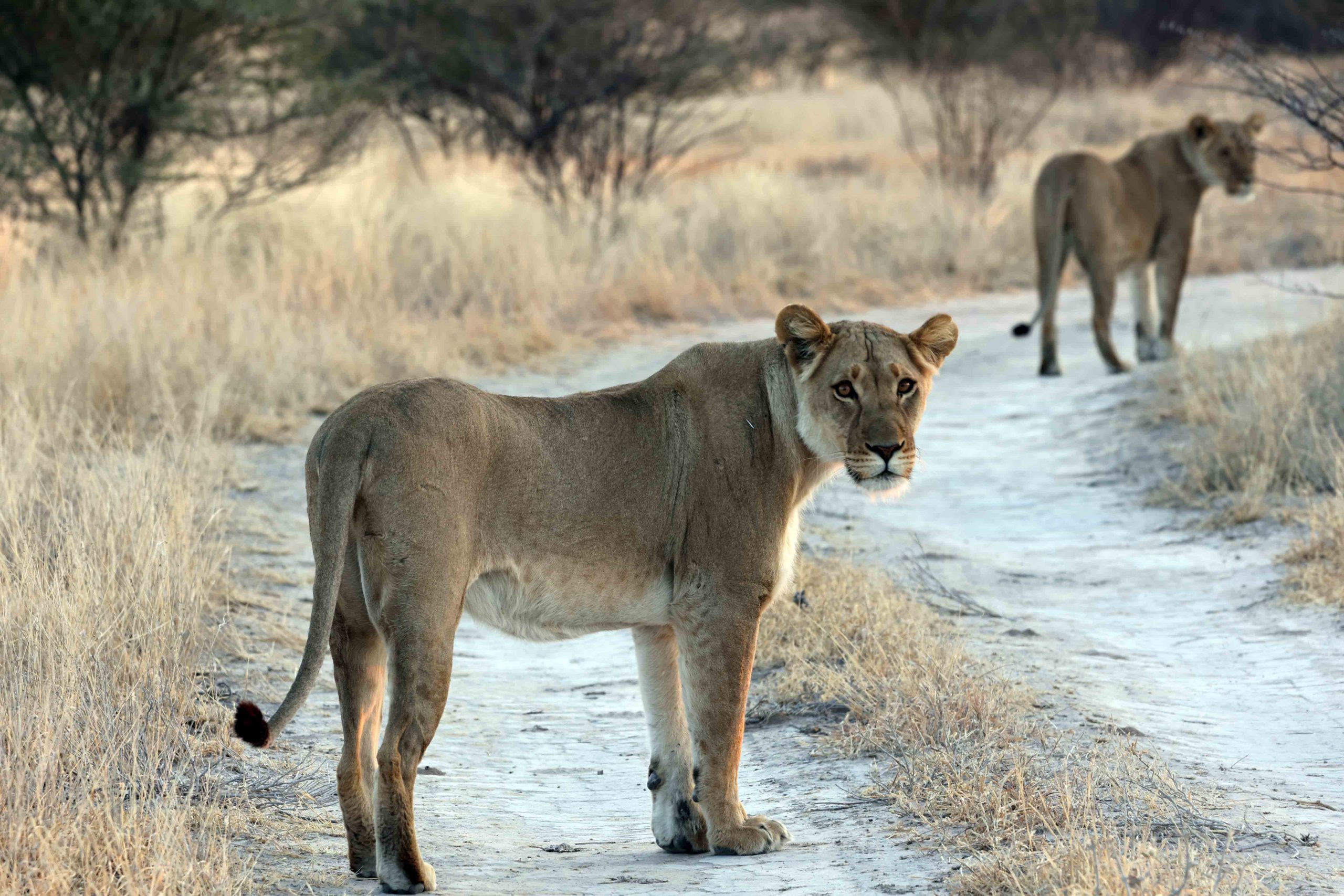 Male lion / Kgalagadi