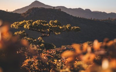 From Harare to the Highlands